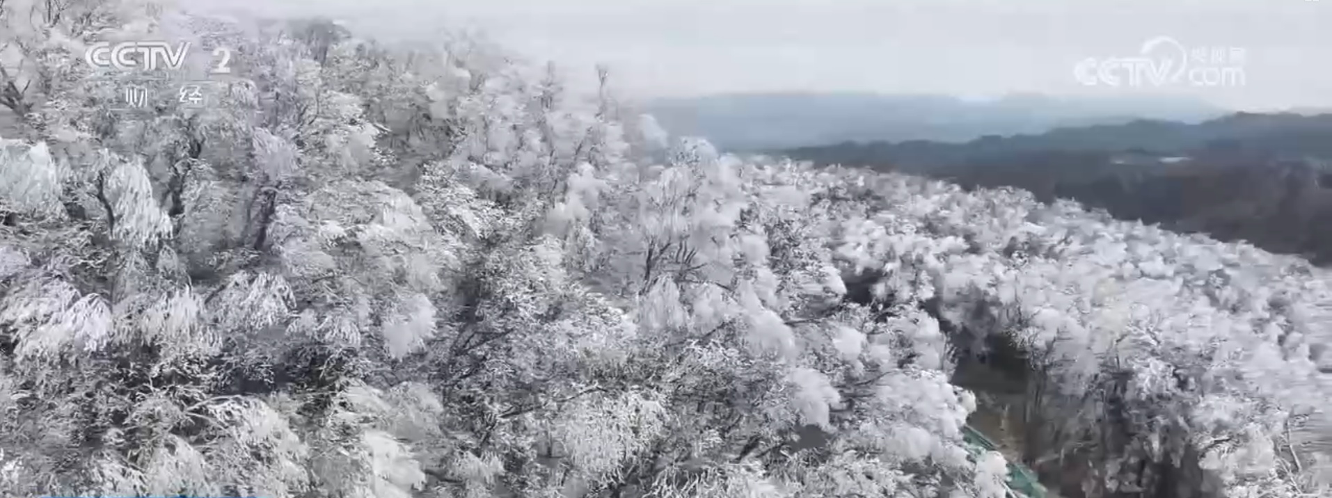 黄河九曲、茶绿樱粉……冬日限定美景！多彩冬季盛景勾勒诗意大美画卷