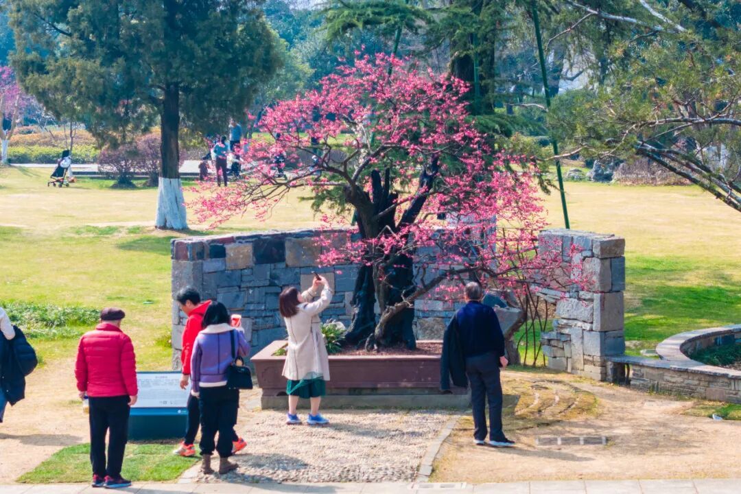 报！南京梅花开了