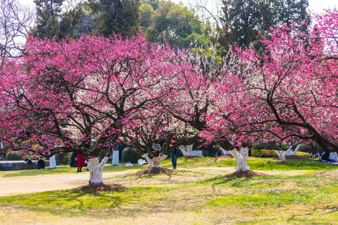 报！南京梅花开了