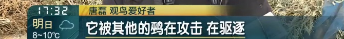 上海首次发现！这对父子数日观察，相机记录下罕见一幕