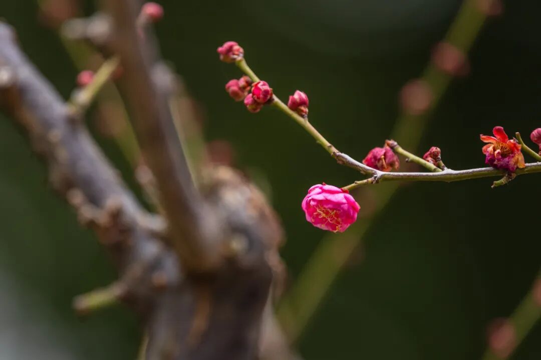 报！南京梅花开了