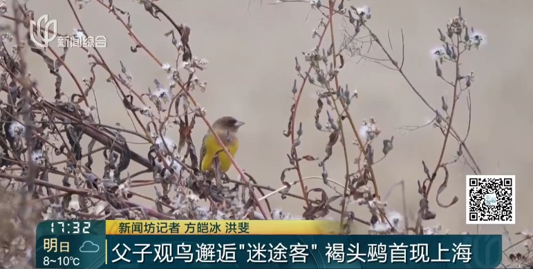 上海首次发现！这对父子数日观察，相机记录下罕见一幕