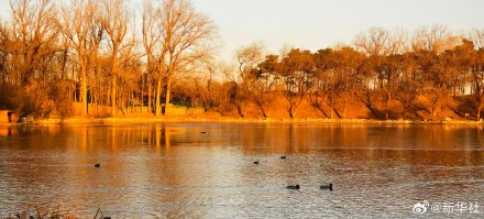 张张壁纸！颐和园金色壁纸级美景