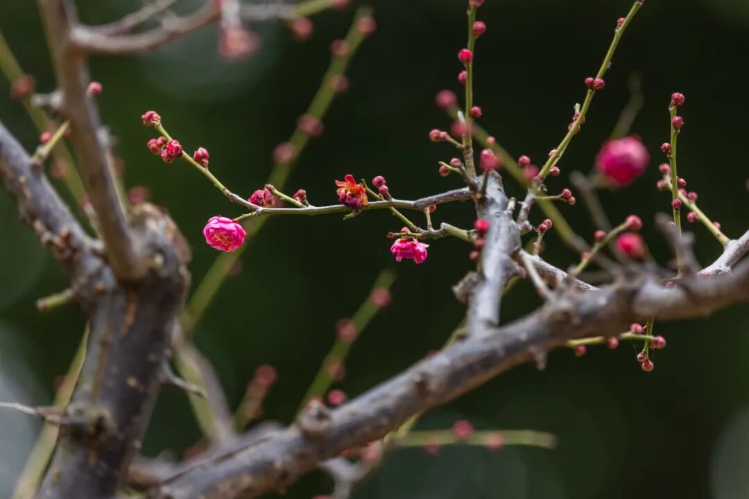 报！南京梅花开了
