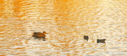 张张壁纸！颐和园金色壁纸级美景