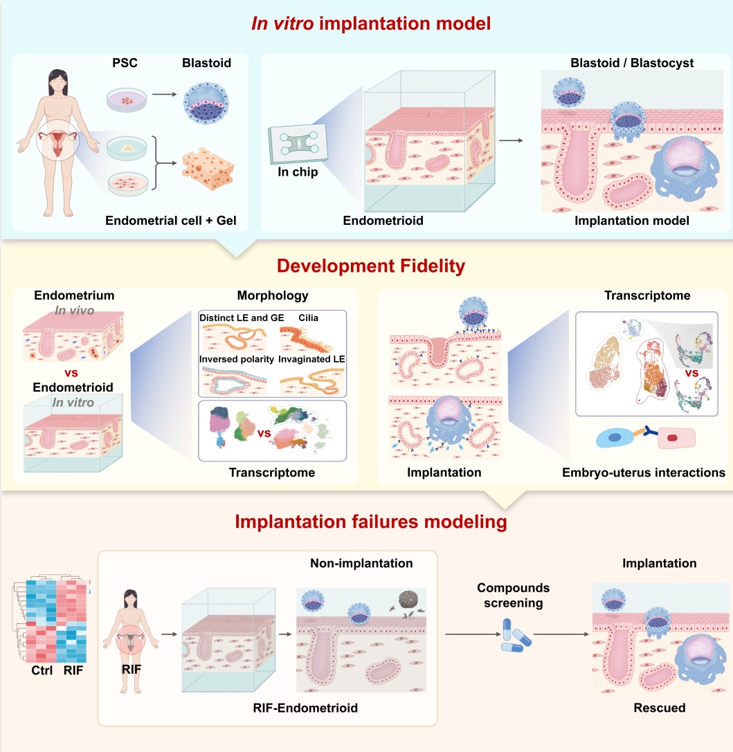 科研新突破！这项技术有望探明胚胎移植失败原因