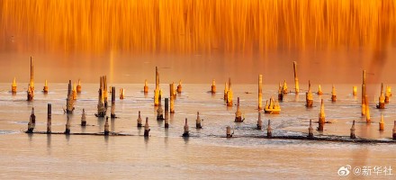 张张壁纸！颐和园金色壁纸级美景