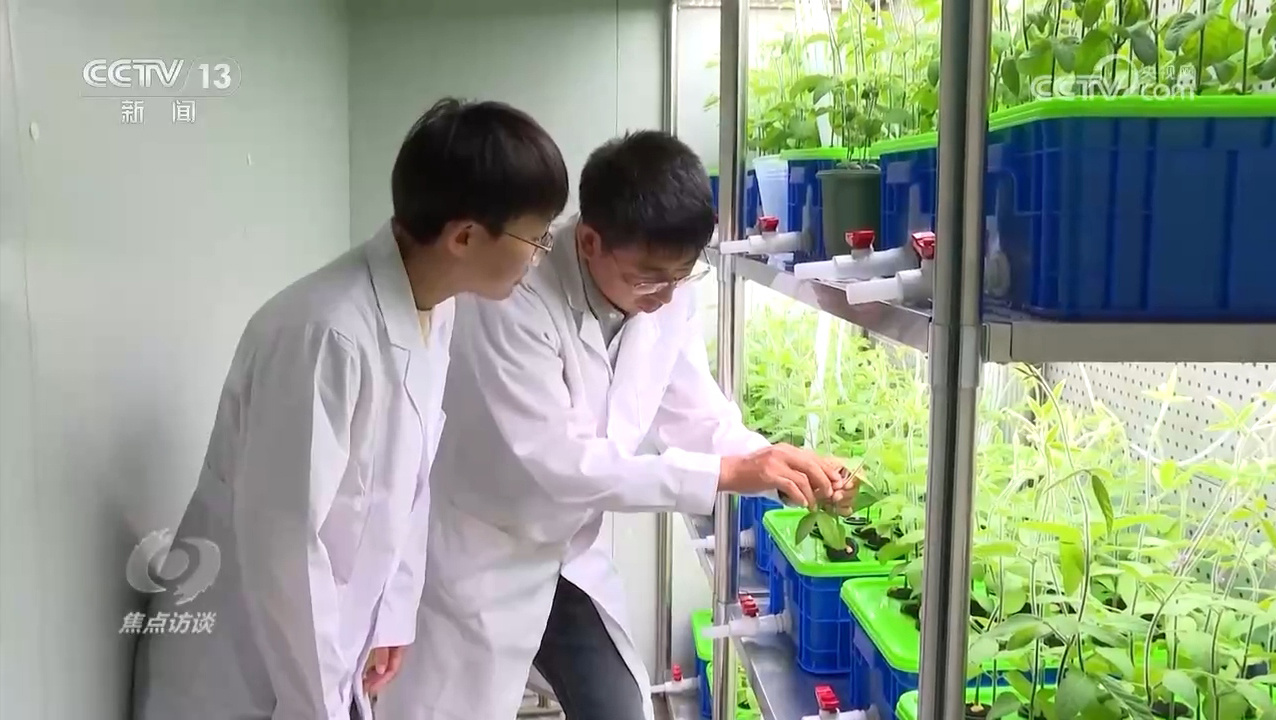 焦点访谈｜逆势增产：中国粮食安全的底气从何而来？