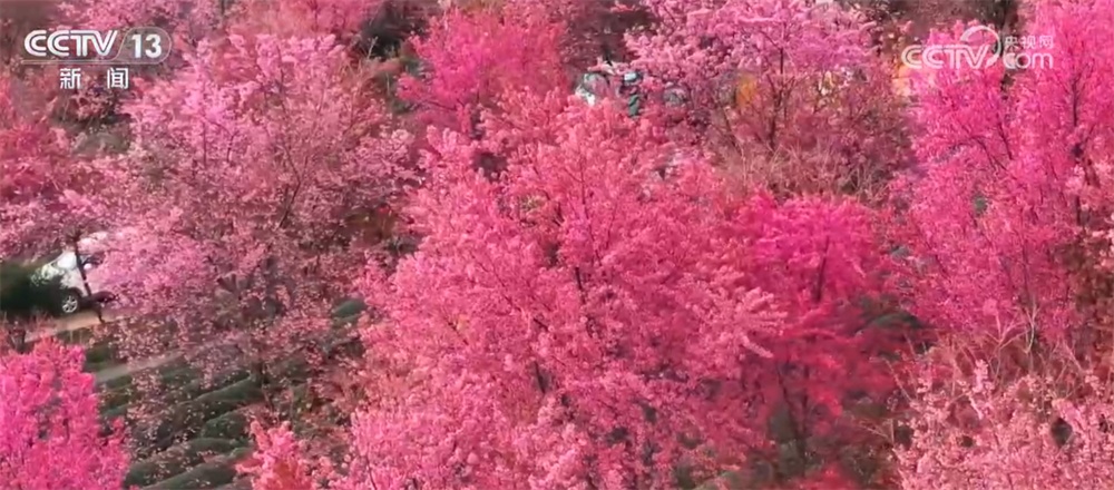 从冰天雪地到“茶绿樱粉”、从非遗灯彩到村落团圆味 冬季文旅市场火热升温