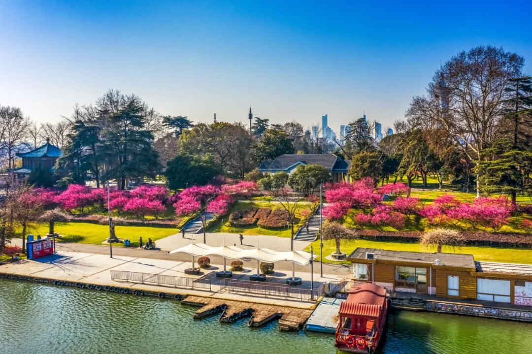 报！南京梅花开了