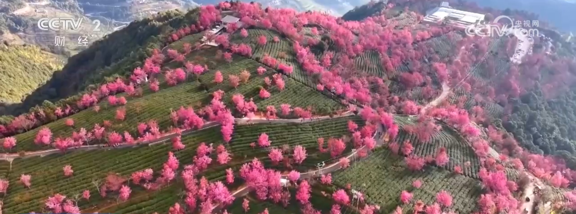 黄河九曲、茶绿樱粉……冬日限定美景！多彩冬季盛景勾勒诗意大美画卷