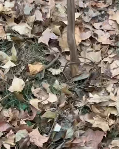 徒步紫金山要当心!落叶里藏着“捕兽器”,二级保护动物“貉”遭毒手 徒步紫金山要当心!落叶里藏着“捕兽器”,二级保护动物“貉”遭毒手