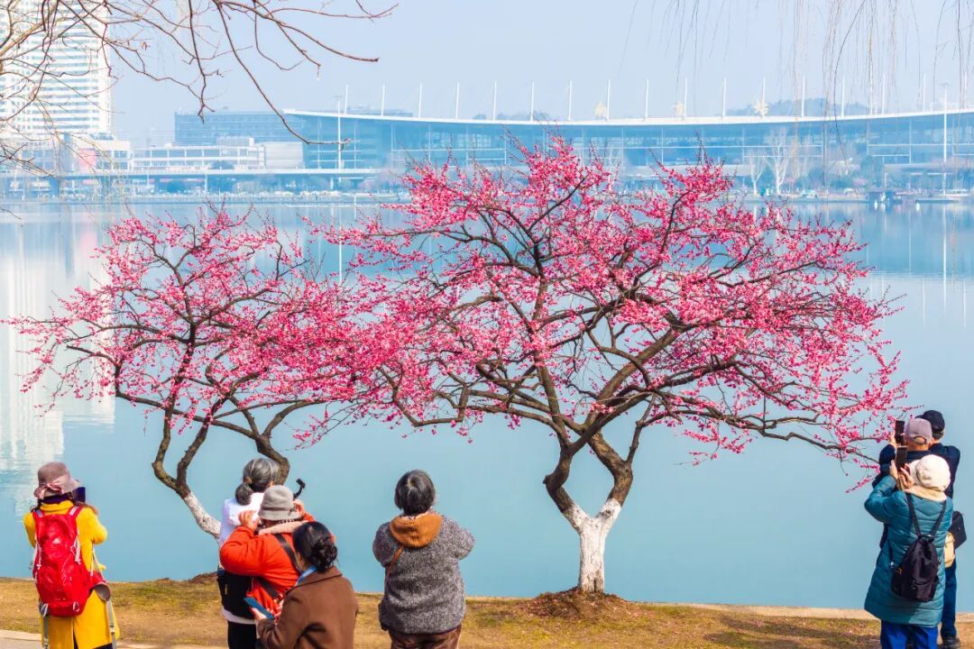 报！南京梅花开了