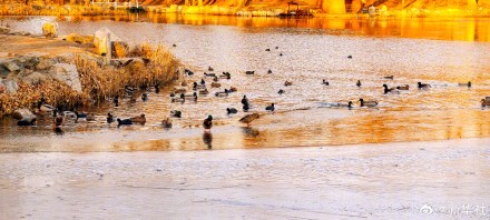 张张壁纸！颐和园金色壁纸级美景