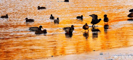 张张壁纸！颐和园金色壁纸级美景