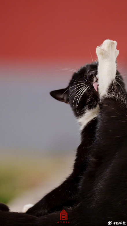 你要的故宫猫咪壁纸上新了