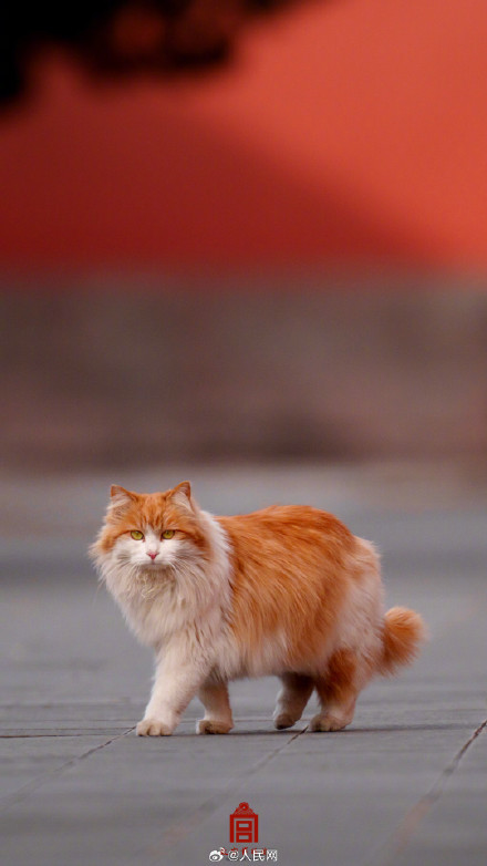 可可爱爱！故宫猫咪冬日壁纸上新了