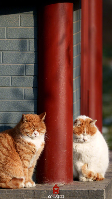 可可爱爱！故宫猫咪冬日壁纸上新了