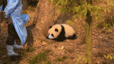 前方有一大波熊猫幼崽袭来！