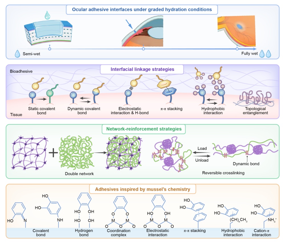 我国眼科“生物胶水”研究，获重要进展