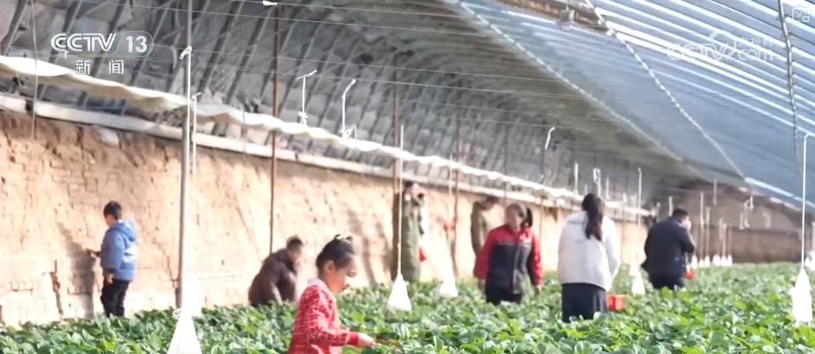 车厘子、榴莲、菜心、芥蓝，交易旺！百姓假日“菜篮子”“果盘子”价稳量丰