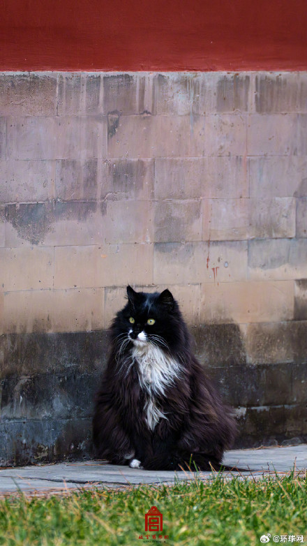 你要的故宫猫咪壁纸上新了
