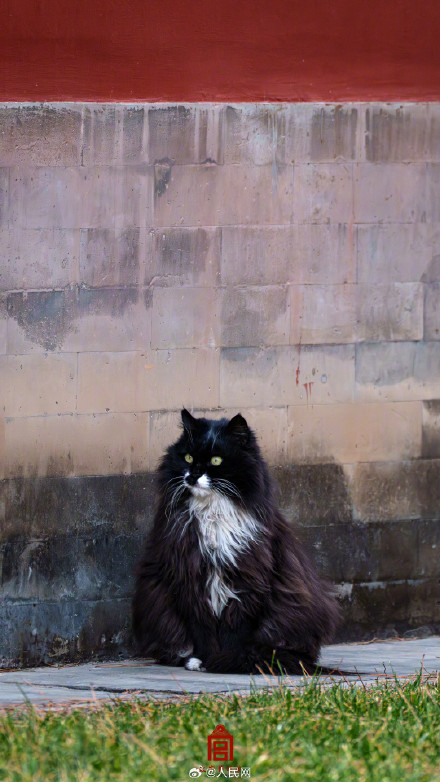 可可爱爱！故宫猫咪冬日壁纸上新了