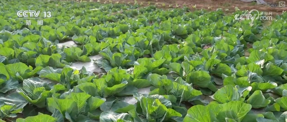 车厘子、榴莲、菜心、芥蓝，交易旺！百姓假日“菜篮子”“果盘子”价稳量丰