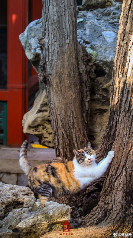 你要的故宫猫咪壁纸上新了