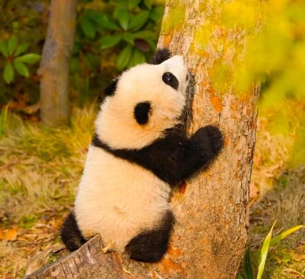 前方有一大波熊猫幼崽袭来！