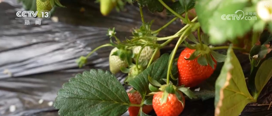 车厘子、榴莲、菜心、芥蓝，交易旺！百姓假日“菜篮子”“果盘子”价稳量丰