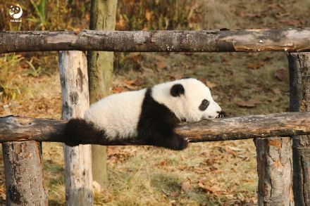 前方有一大波熊猫幼崽袭来！