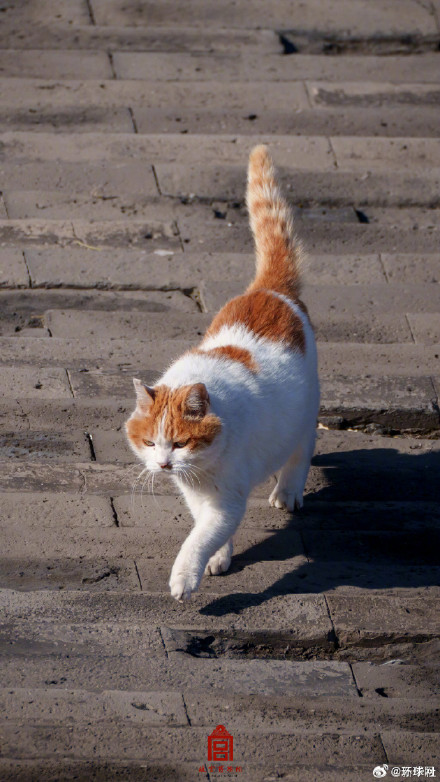 你要的故宫猫咪壁纸上新了