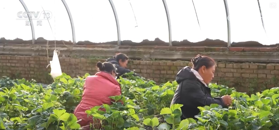 车厘子、榴莲、菜心、芥蓝，交易旺！百姓假日“菜篮子”“果盘子”价稳量丰