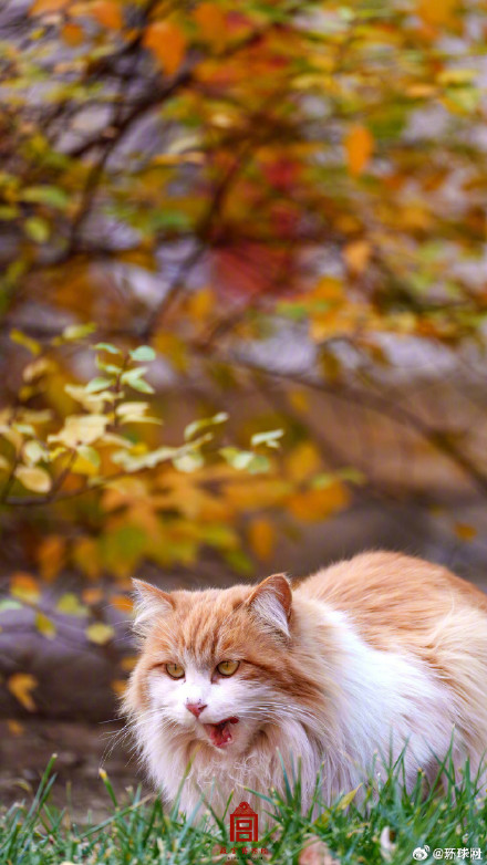 你要的故宫猫咪壁纸上新了