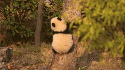 前方有一大波熊猫幼崽袭来！