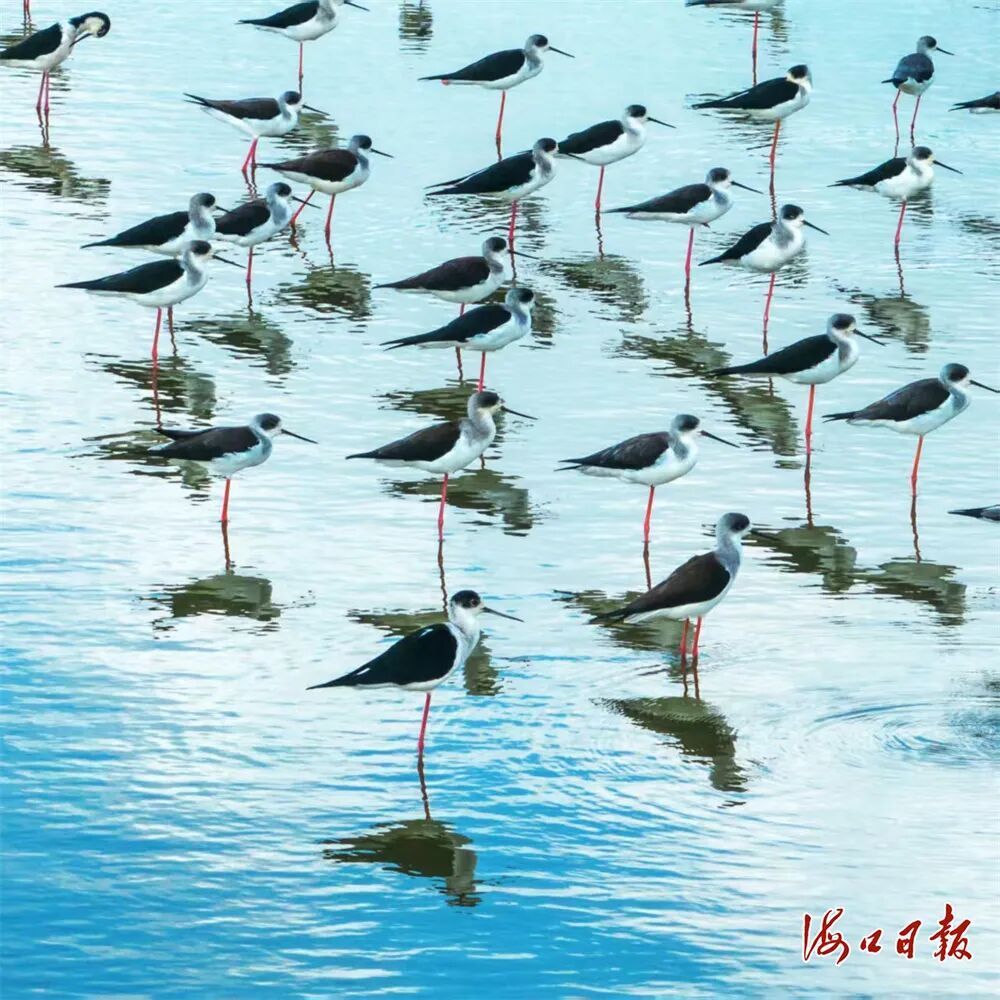 历年最多！50多只珍稀鸟类反嘴鹬抵达东寨港下塘湿地