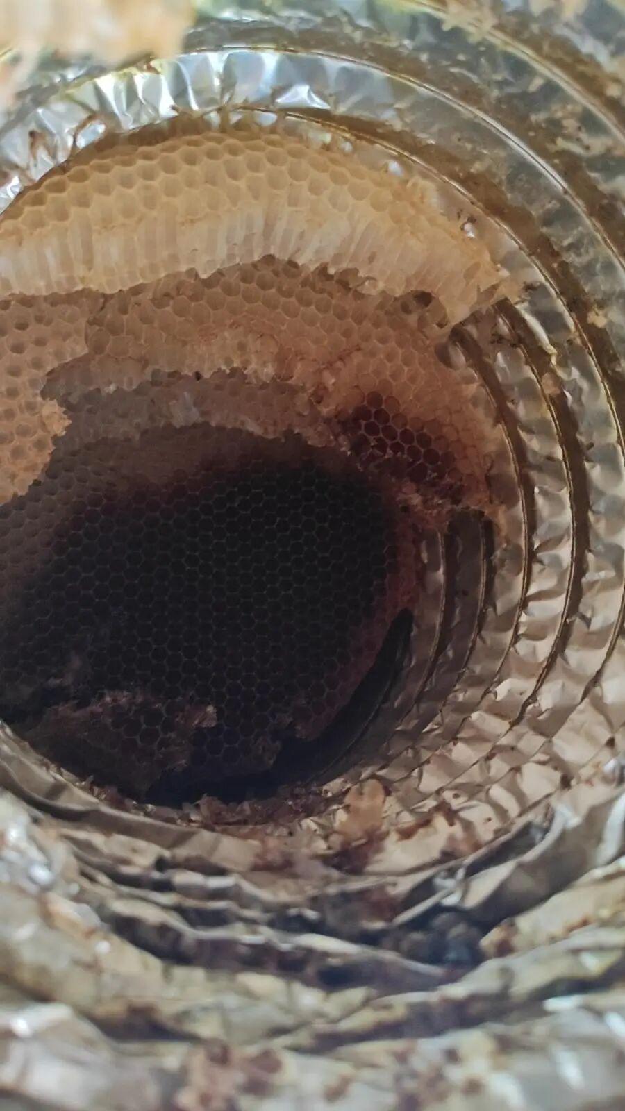 不常开伙的厨房，竟藏着1.5米蜂巢，大连孙先生遭遇意外“蜂”情