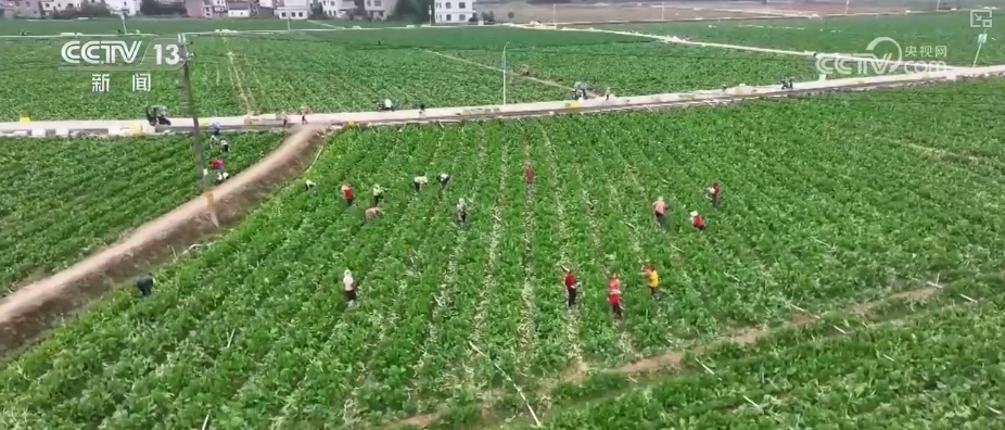 车厘子、榴莲、菜心、芥蓝，交易旺！百姓假日“菜篮子”“果盘子”价稳量丰