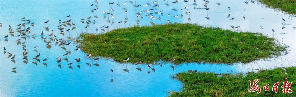 历年最多！50多只珍稀鸟类反嘴鹬抵达东寨港下塘湿地