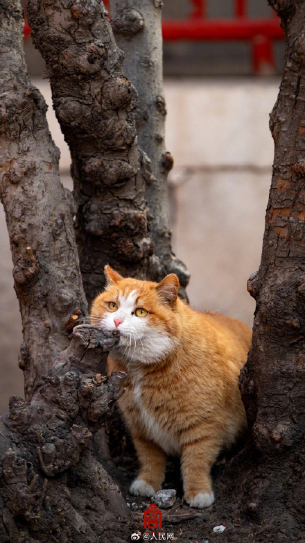 可可爱爱！故宫猫咪冬日壁纸上新了