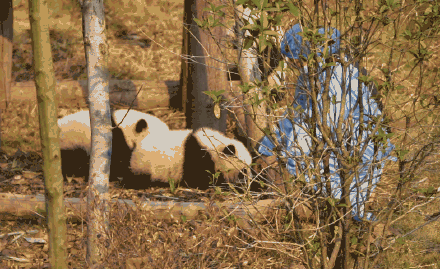 前方有一大波熊猫幼崽袭来！