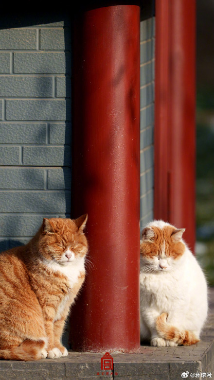你要的故宫猫咪壁纸上新了