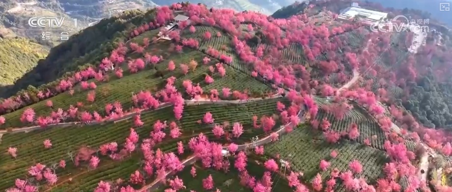 北方赏冰雪、南方有花开 元旦假期临近冬季文旅市场需求旺盛“热气”升腾