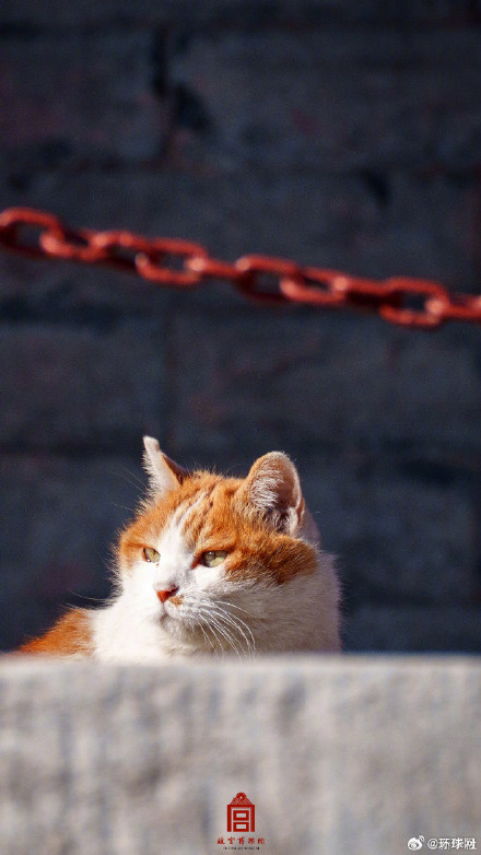 你要的故宫猫咪壁纸上新了