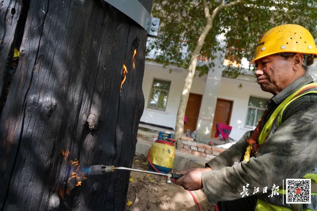 武汉1300年古树，“发量”创纪录