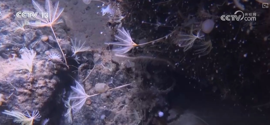 2026年将突破2000次 我国载人深潜从“全海深”拓展至“全海域”应用水平提升