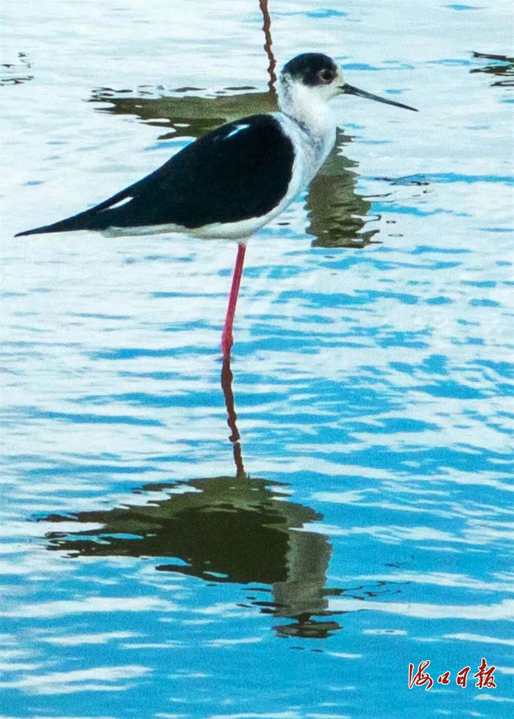 历年最多！50多只珍稀鸟类反嘴鹬抵达东寨港下塘湿地
