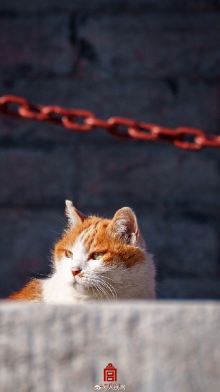 可可爱爱！故宫猫咪冬日壁纸上新了