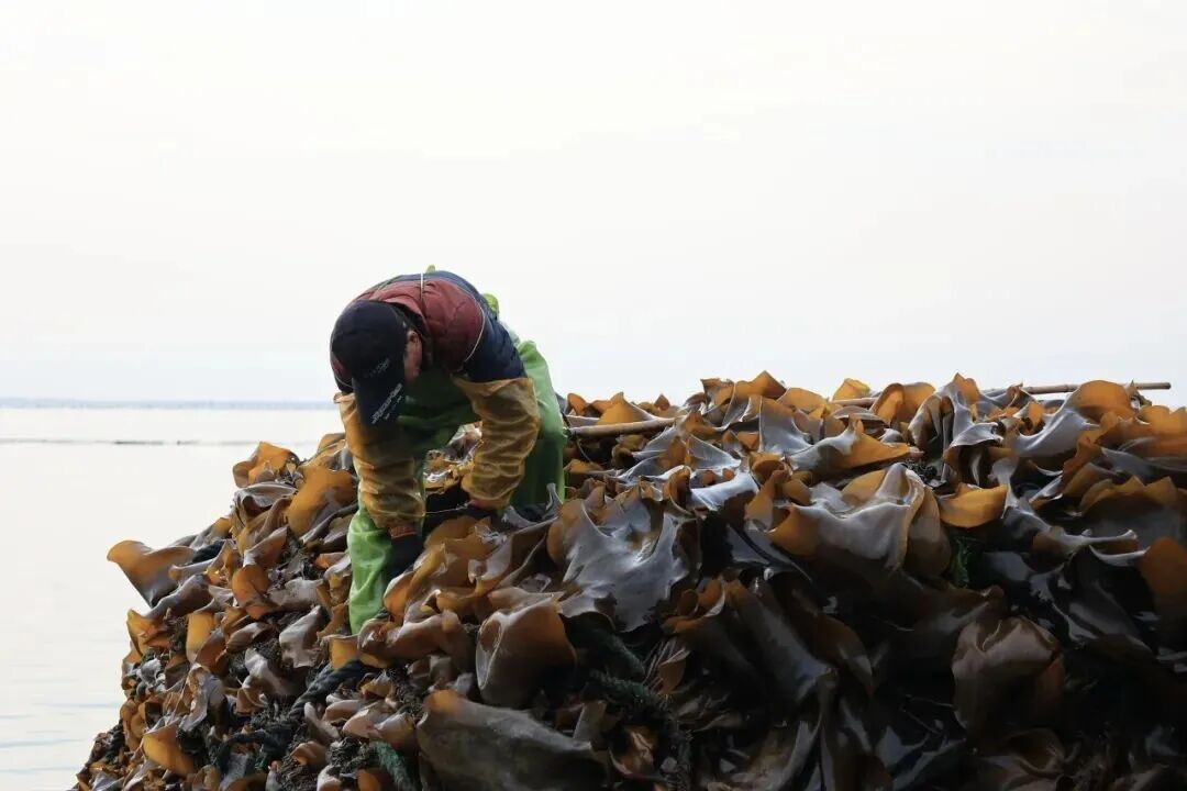 11万亩！全国40%来自福州这里